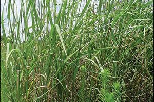Switch grass