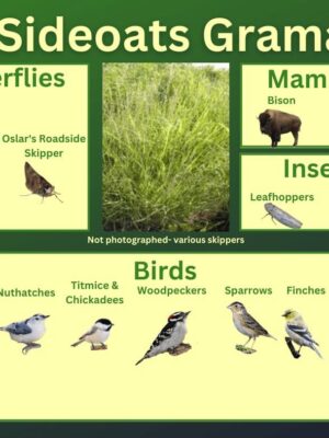 Sideoats Grama and its wildlife associations including skippers, herbivorous mammals, leafhoppers, grasshoppers, and birds.