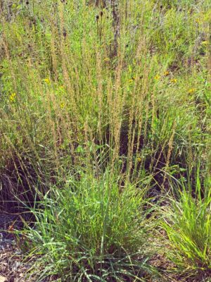 Sideoats Grama with visible seed heads growing in field