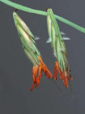 Red and orange Sideoats Grama seed heads close up