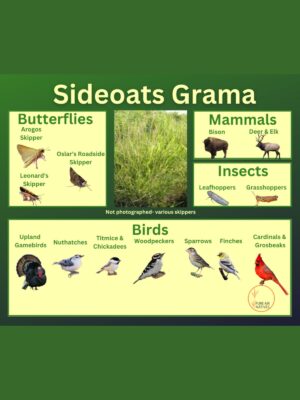 Sideoats Grama and its wildlife associations including skippers, herbivorous mammals, leafhoppers, grasshoppers, and birds.
