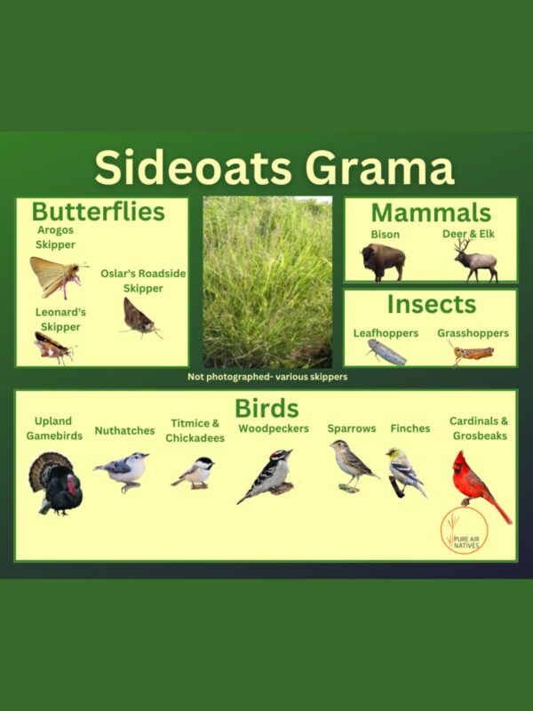 Sideoats Grama and its wildlife associations including skippers, herbivorous mammals, leafhoppers, grasshoppers, and birds.