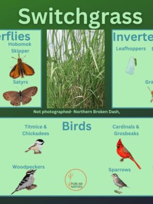 Switchgrass and its wildlife associations including butterflies, grasshoppers, leafhoppers, beetles, and birds.