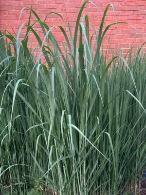 Switchgrass (Panicum virgatum) forming a dense upright clump of blue-green foliage in a landscape planting.