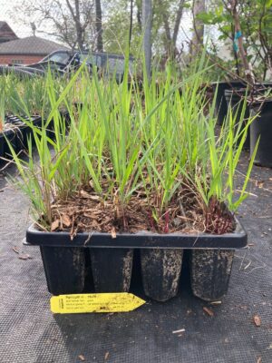 young Switchgrass leafy 50 plug seedlings tray outside at warehouse