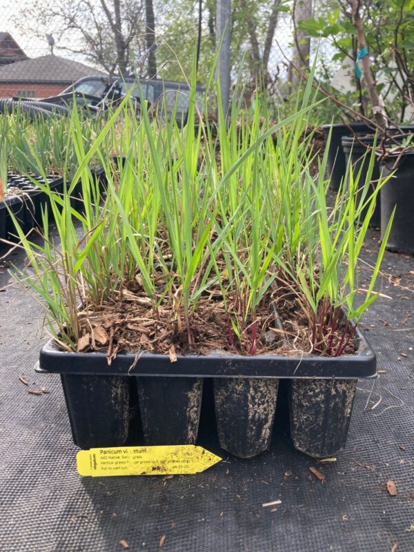 young Switchgrass leafy 50 plug seedlings tray outside at warehouse