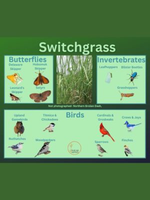 Switchgrass and its wildlife associations including butterflies, grasshoppers, leafhoppers, beetles, and birds.