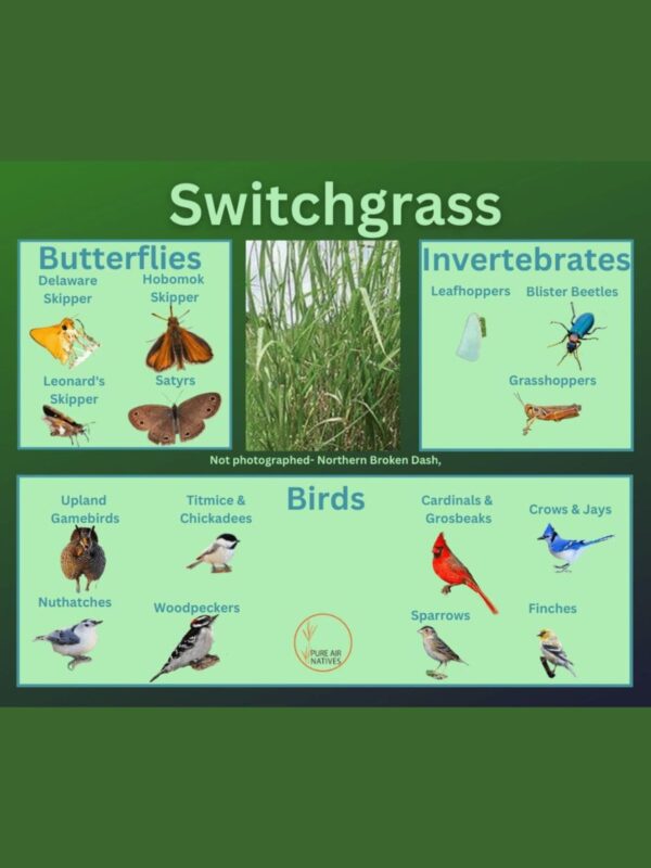 Switchgrass and its wildlife associations including butterflies, grasshoppers, leafhoppers, beetles, and birds.