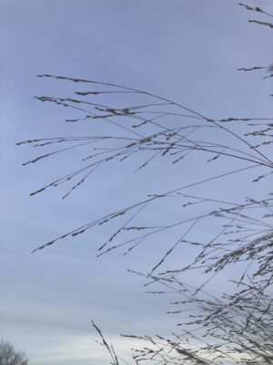 Clump of Switchgrass seed heads