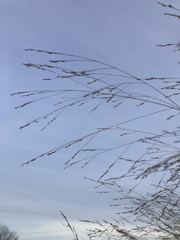 Clump of Switchgrass seed heads