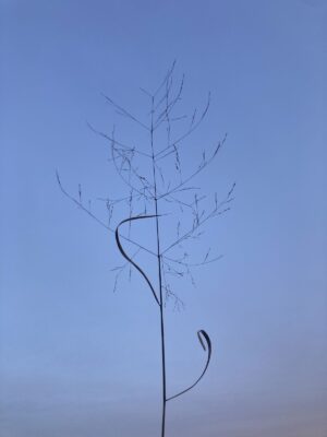 Switchgrass seed head