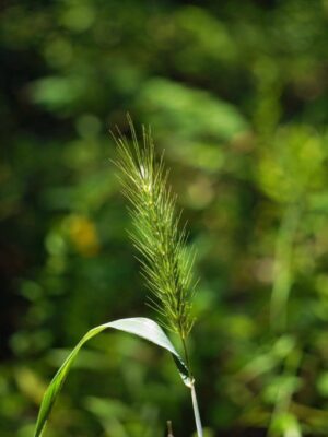 virginia wildrye seed head