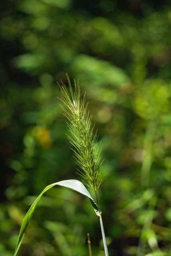 virginia wildrye seed head