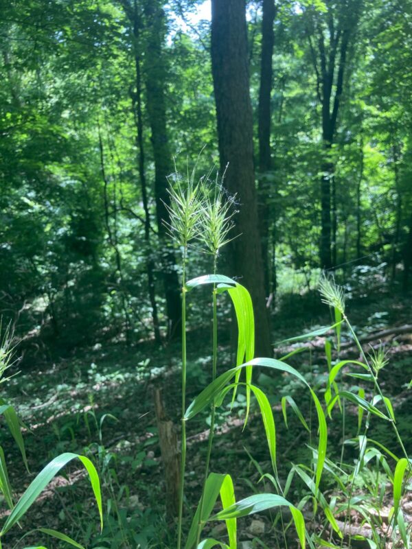Wild Embry Virginia Wildrye (Elymus virginicus)