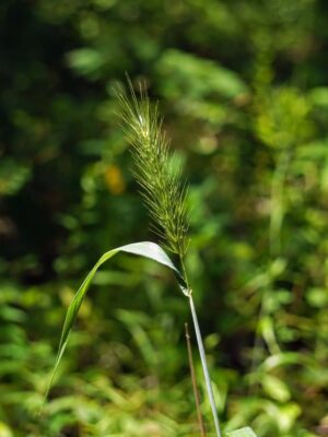 Virginia Wildrye seed head close up in woodland