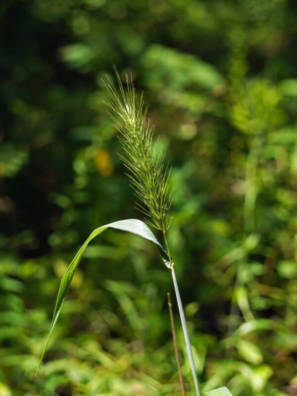 Virginia Wildrye seed head close up in woodland