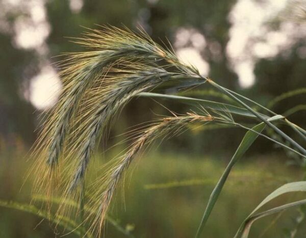 seed heads of canada wildrye