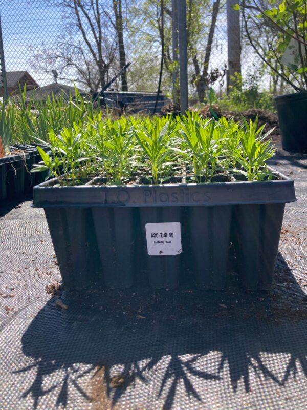 50 plug tray of Butterfly Milkweed seedlings outside warehouse