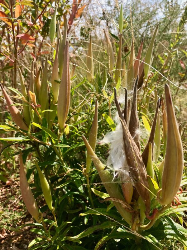 brown and green Butterfly Milkweed seed pods ready to burst with seeds