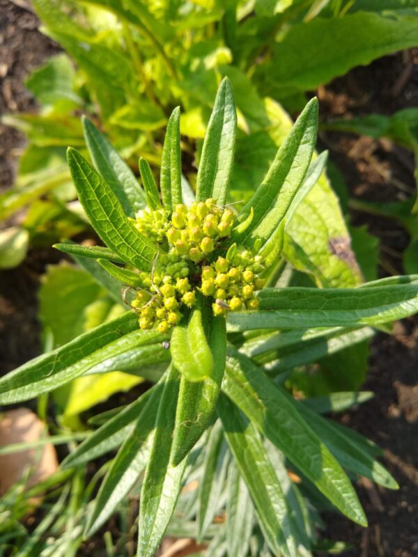 Butterfly Milkweed in budding stage close to blooming