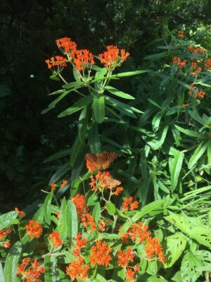 Butterfly Milkweed flourishing in native pollinator garden with butterflies