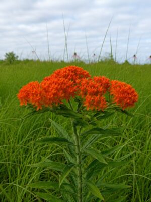 Butterfly milkweed (Asclepias tuberosa) with a vibrant orange flower cluster and lance-shaped green leaves growing in a grassy prairie meadow beneath a cloudy sky.