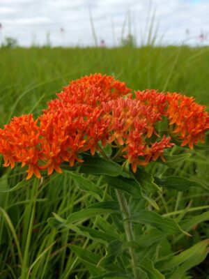 Butterfly Milkweed close up in native prairie