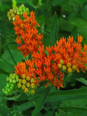 Orange Butterfly Milkweed blooming close up