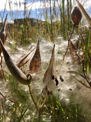Mature brown Butterfly Milkweed seed pods that have split showing fuzzy seeds inside