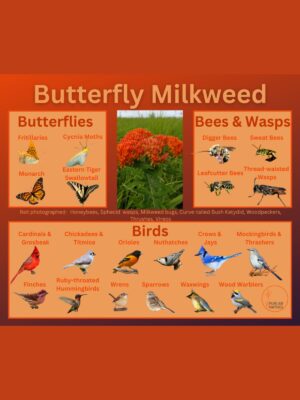Butterfly Milkweed and its wildlife associations including butterflies, bees, wasps, and birds.