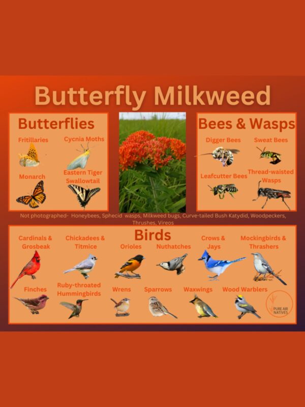 Butterfly Milkweed and its wildlife associations including butterflies, bees, wasps, and birds.