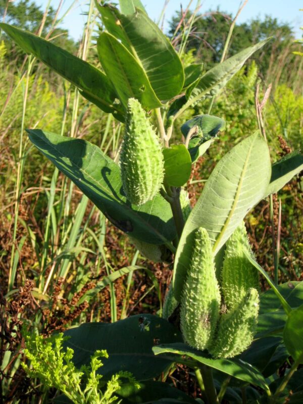 Green Common Milkweed Seed Pods for winter interest