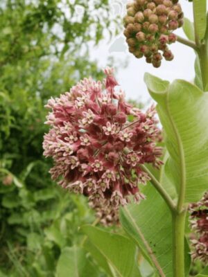 Close up of Common Milkweed blooming