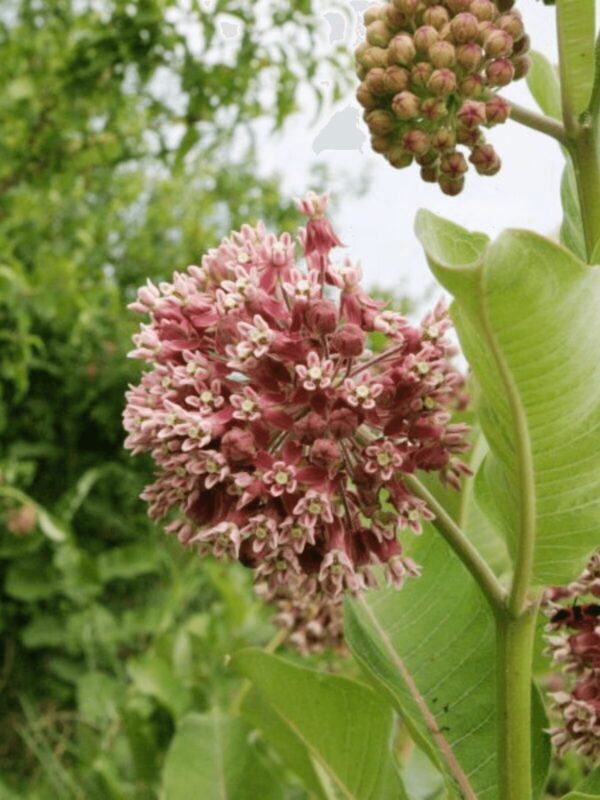 Close up of Common Milkweed blooming