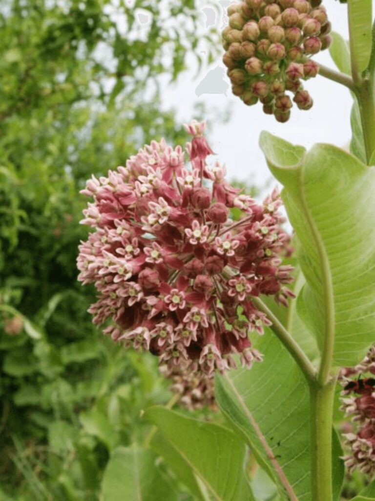 Close up of Common Milkweed flower cluster blooming
