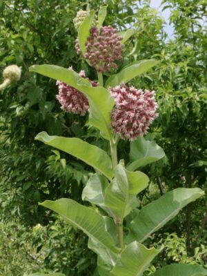Common Milkweed flower, stem, and leaves