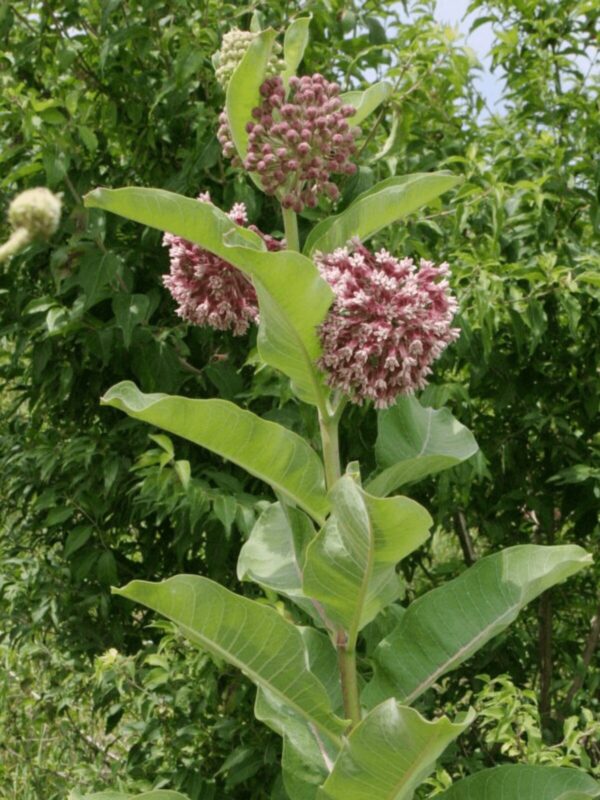 Common Milkweed flower, stem, and leaves