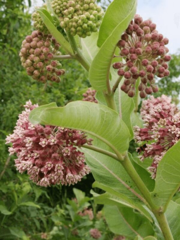 Close up of Common Milkweed blooming