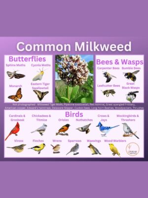 Common milkweed and its wildlife associations including butterflies, moths, bees, wasps, and birds.