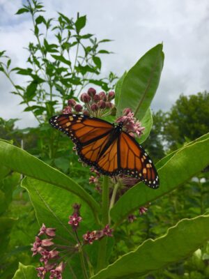 Common Milkweed with Monarch butterfly feeding on nectar