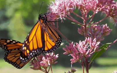 Why Monarch Butterflies Need Native Milkweed To Survive