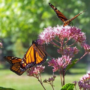 midwest native milkweed is very important to monarchs