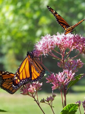 midwest native milkweed is very important to monarchs
