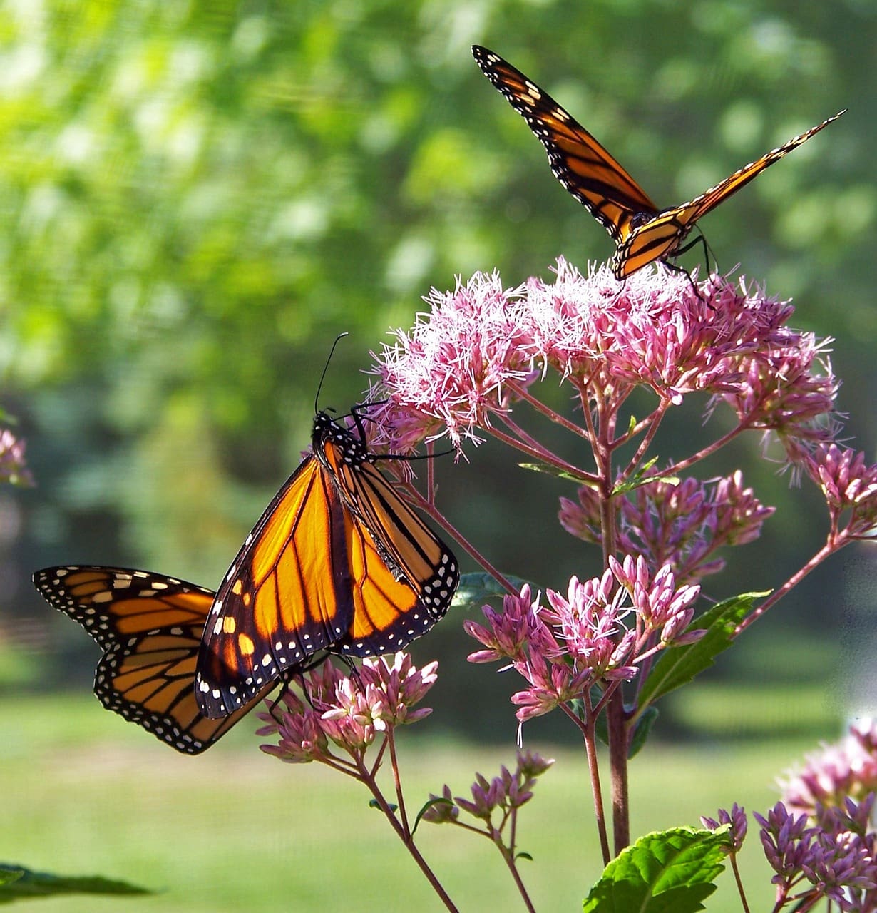 midwest native milkweed is very important to monarchs