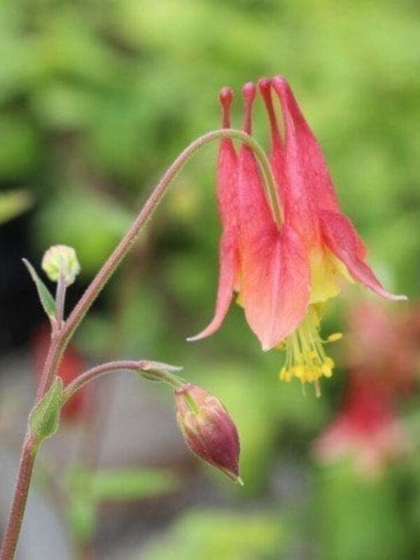 Red Columbine flower close up shot