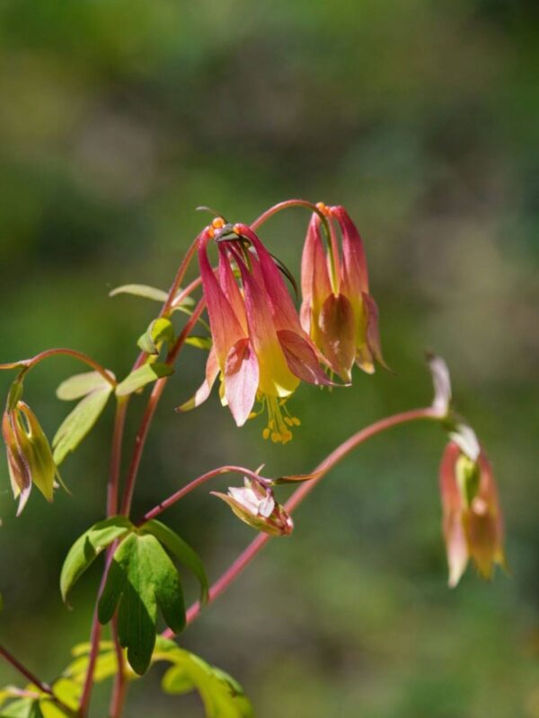 Red Columbine flower close up shot in sunny meadow