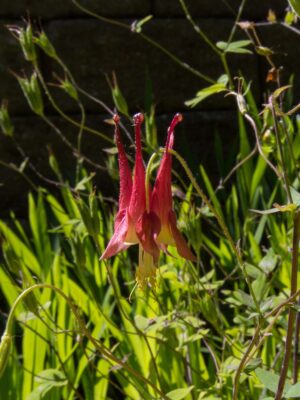 Red Columbine flower close up shot after rain