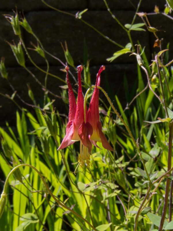 Red Columbine flower close up shot after rain