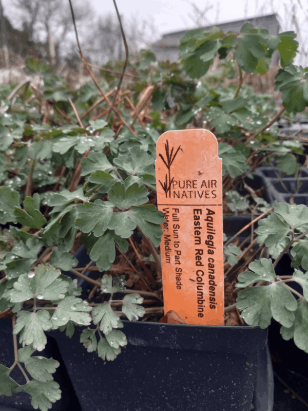 Leafy Red Columbine on tray in greenhouse