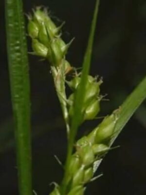 Awned Graceful Sedge close up
